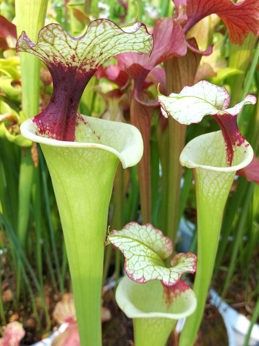 Sarracenia 'Legacy'