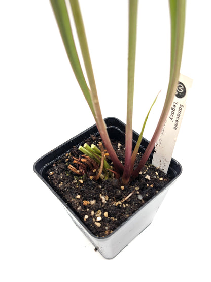 AUKTION 4: Sarracenia 'Legacy'  Groß