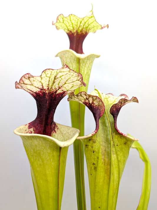 AUKTION 4: Sarracenia 'Legacy'  Groß