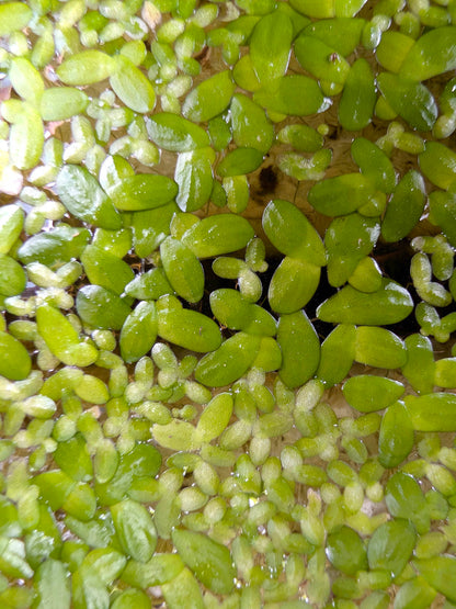 Lemna minor  Pianta galleggiante