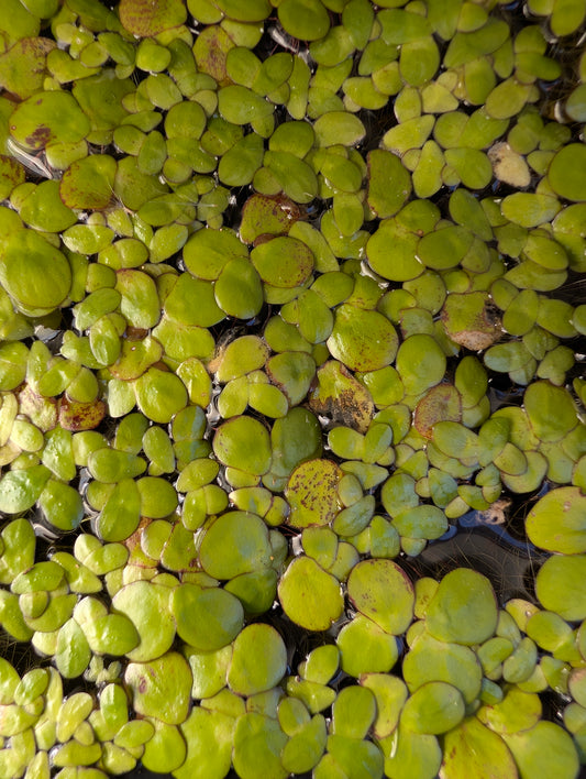 Lemna major - Floating plant