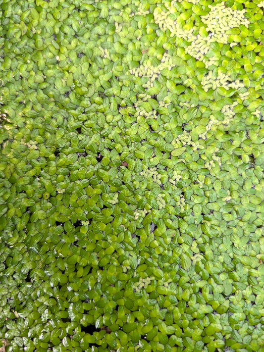 Lemna minor  Pianta galleggiante
