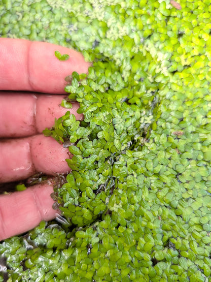 Lemna minor  Pianta galleggiante
