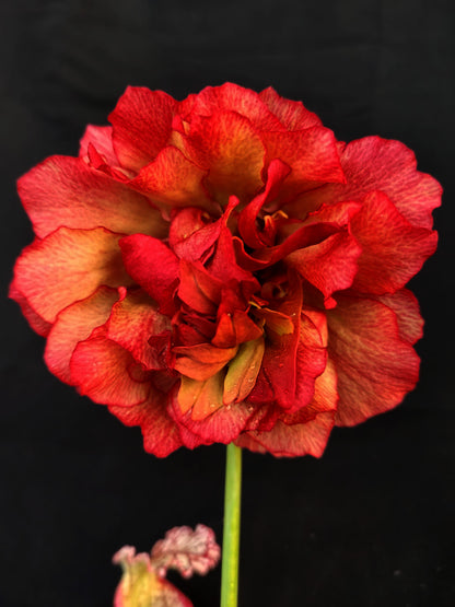 Sarracenia leucophylla  Japan #1