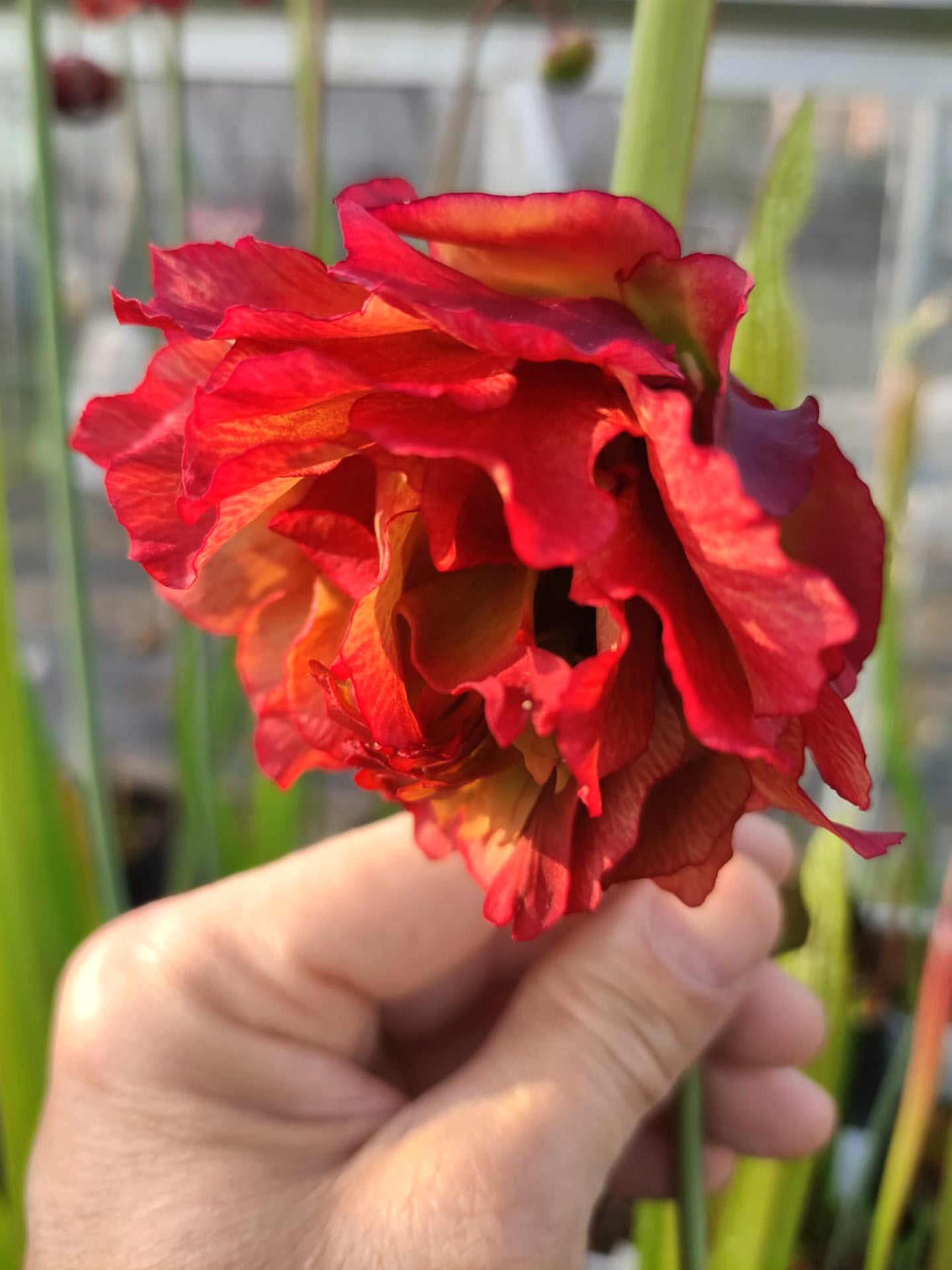 Sarracenia leucophylla  Japan #1