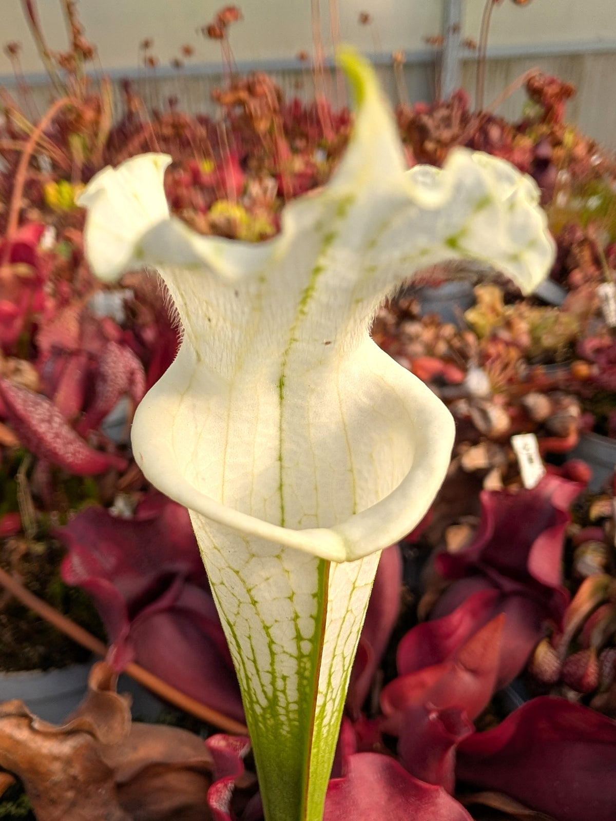 Sarracenia leucophylla var. alba "Very White Top" Ex Plantev 