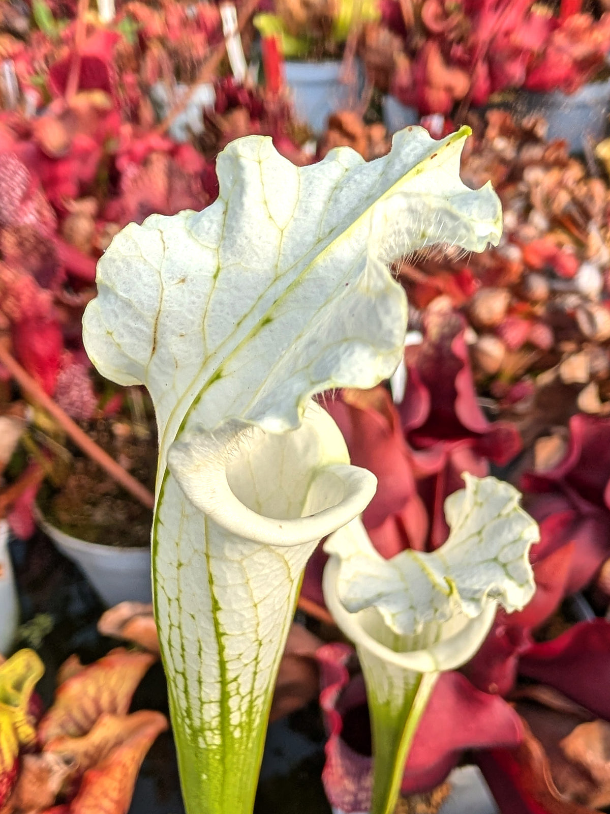 Sarracenia leucophylla var. alba "Very White Top" Ex Plantev 
