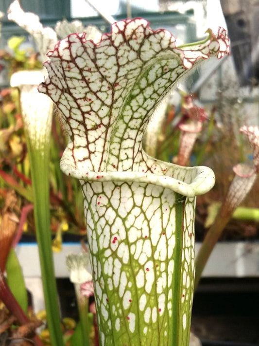 Sarracenia leucophylla Clone B AA