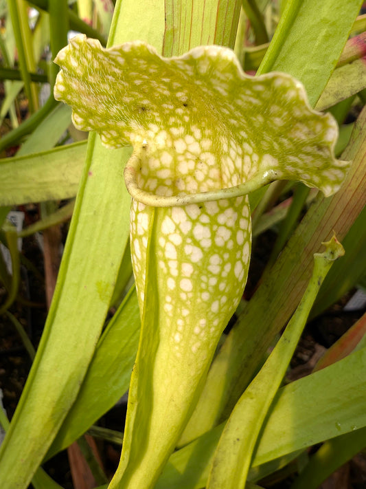 Sarracenia leucophylla f. heterophylla x courtii f. heterophylla "Yellow Form"