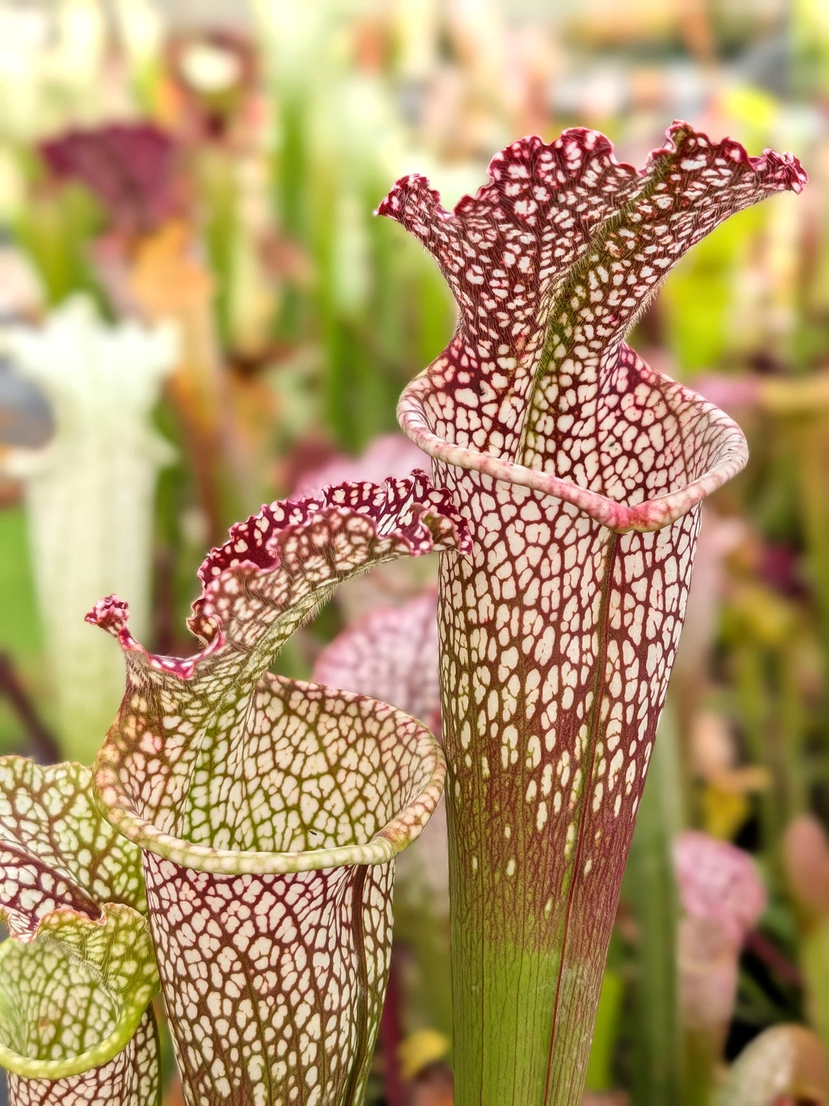 Sarracenia leucophylla "Red" Clone 1"