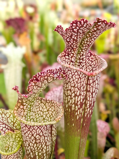 Sarracenia leucophylla "Red" Clone 1"