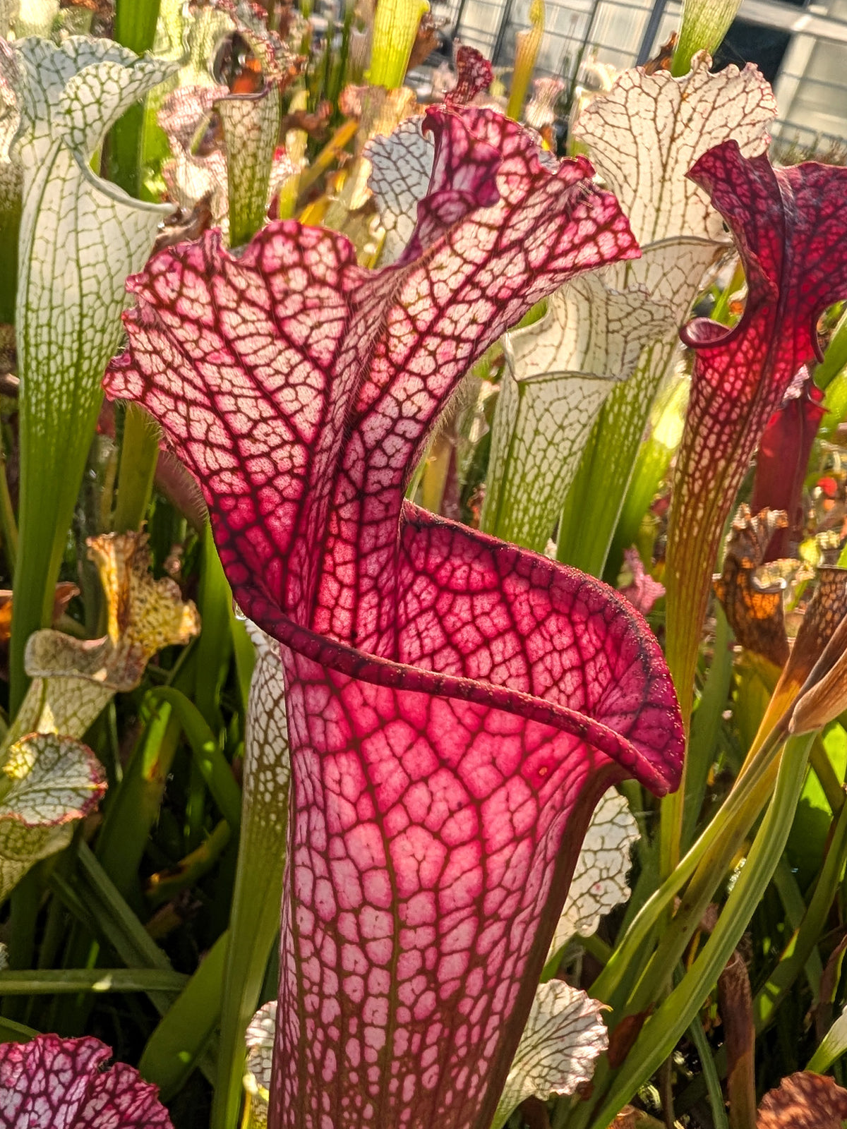 Sarracenia leucophylla "Super Pink" Baldwin Co M.Wang