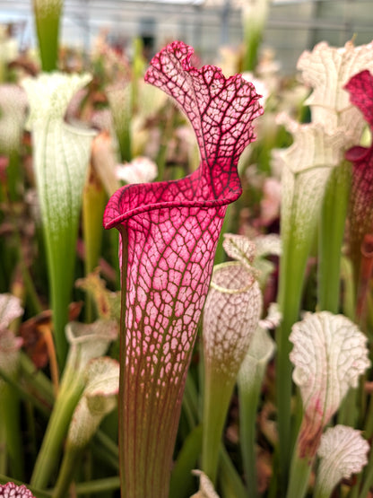 Sarracenia leucophylla "Super Pink" Baldwin Co M.Wang