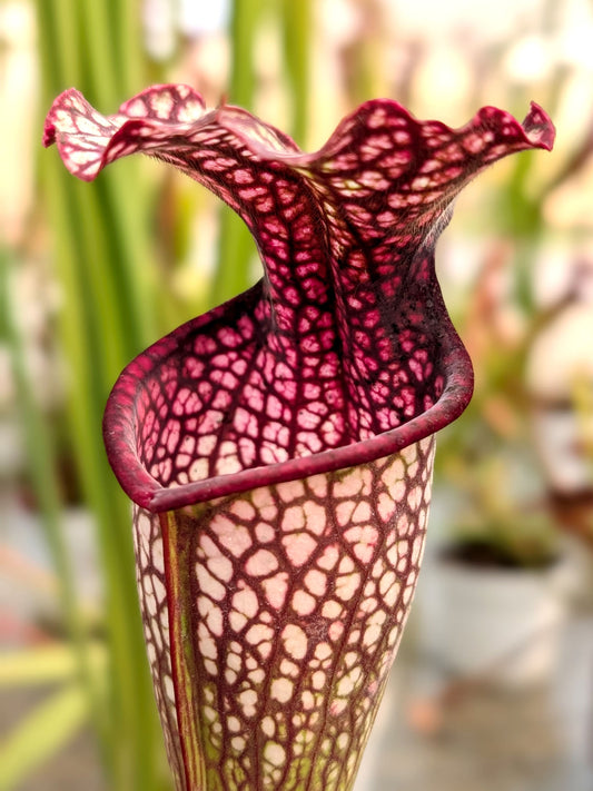 Sarracenia leucophylla x oreophila Martin Holy