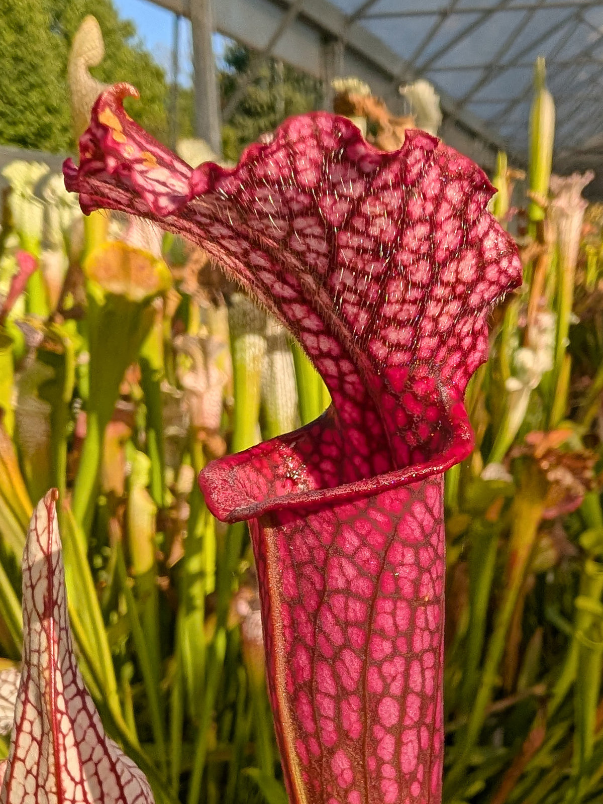 Sarracenia leucophylla  "Anteros"