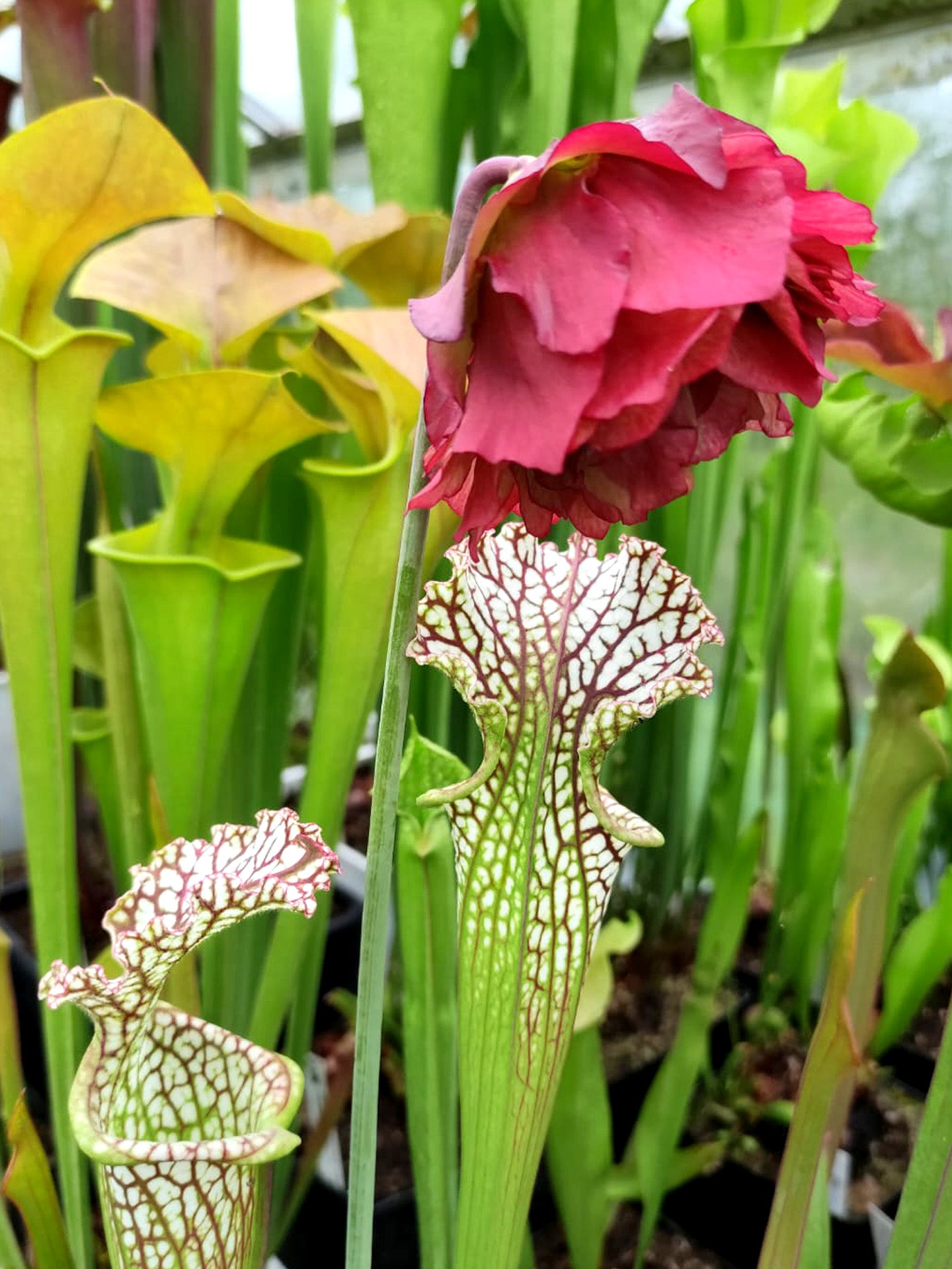 Sarracenia leucophylla  'Paeonia'