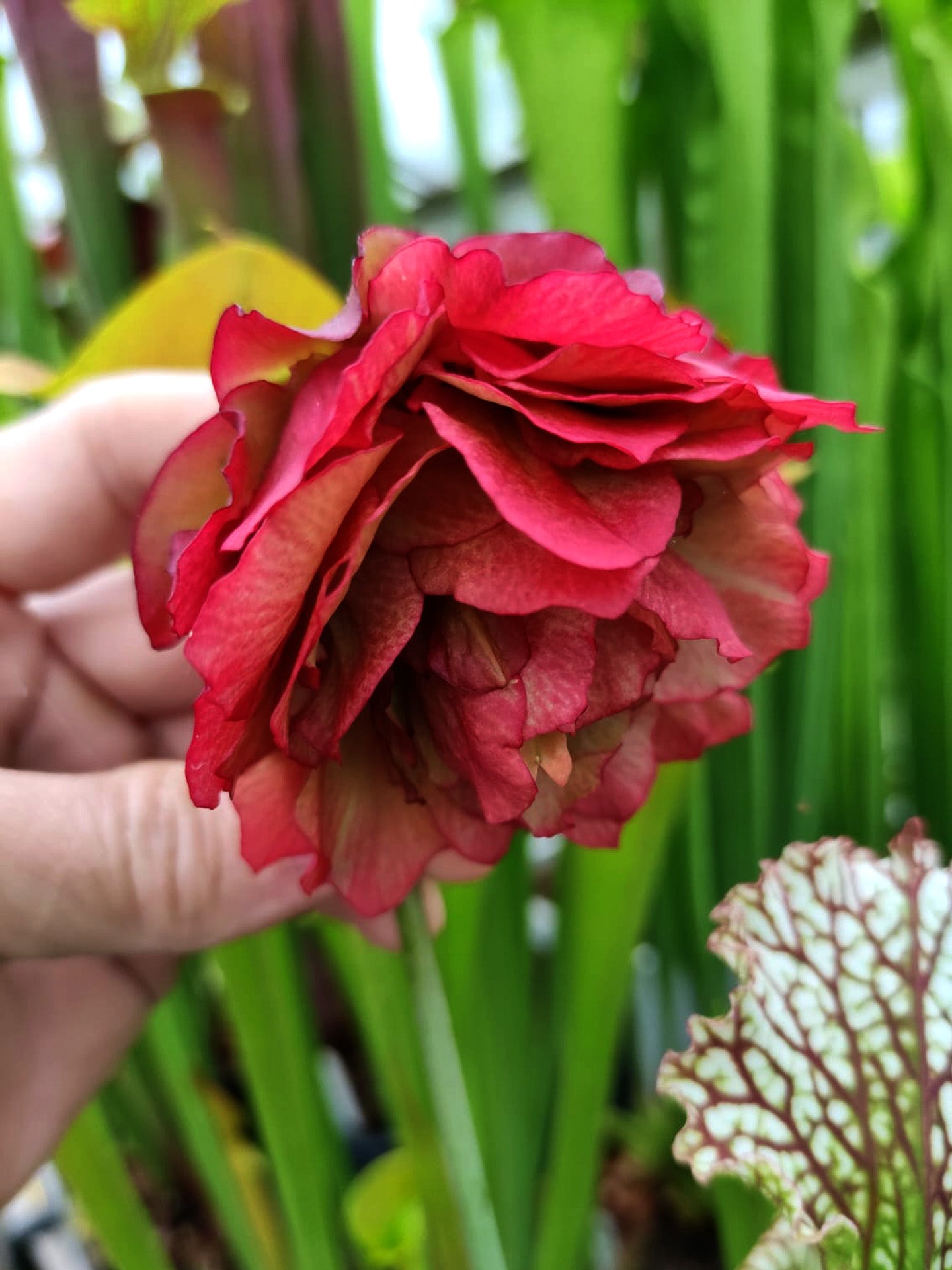 Sarracenia leucophylla  'Paeonia'