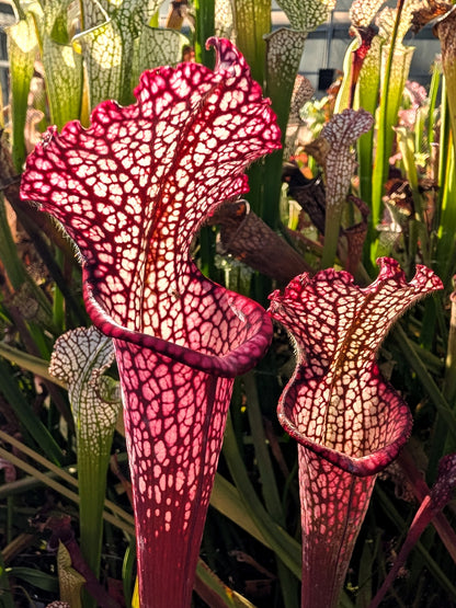 Sarracenia leucophylla "Purple and White throat" SL65 Dimie Gaunie