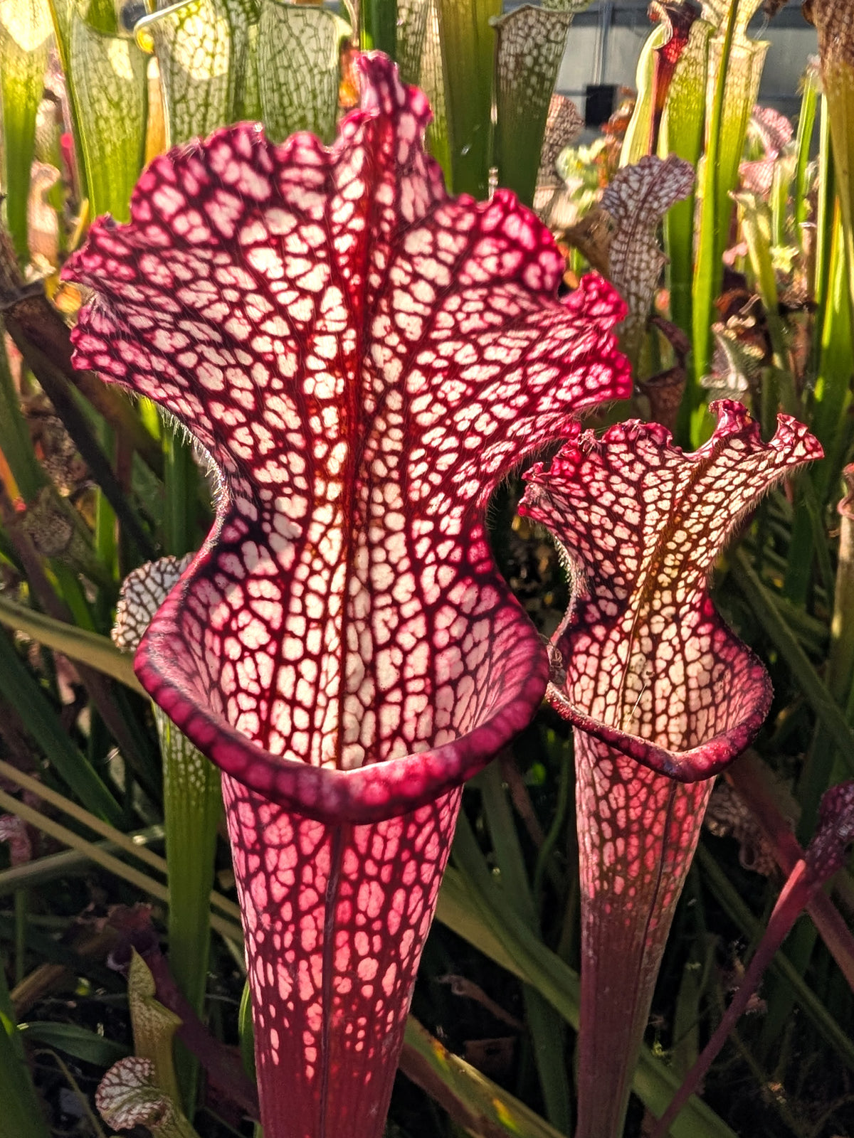 Sarracenia leucophylla "Purple and White throat" SL65 Dimie Gaunie