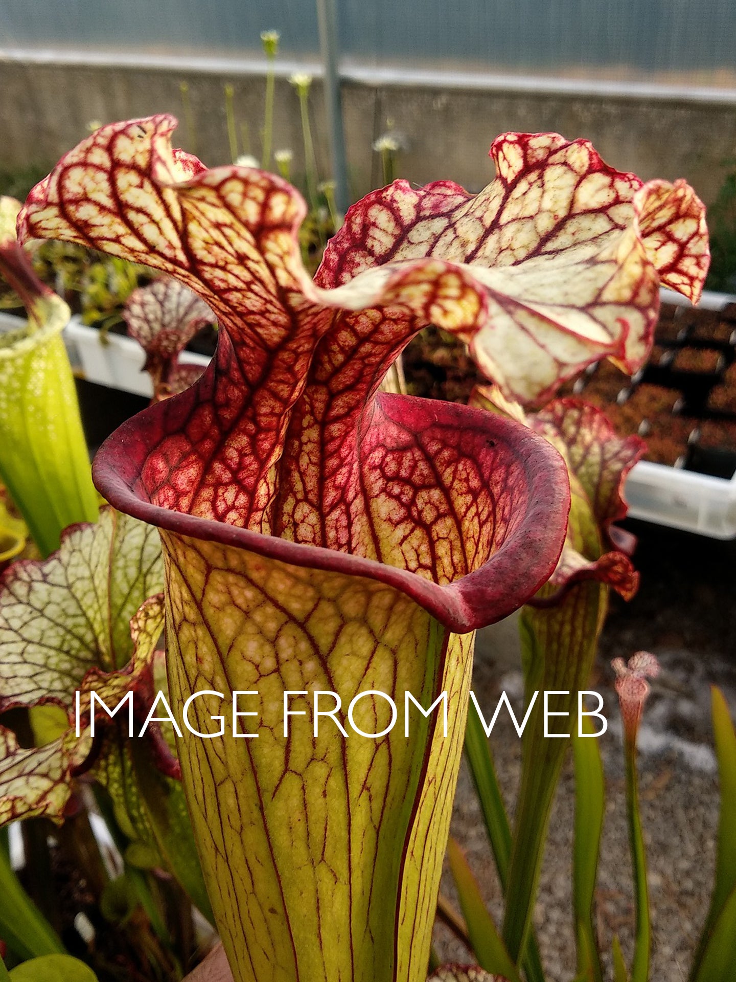 Sarracenia leucophylla x oreophila Srba