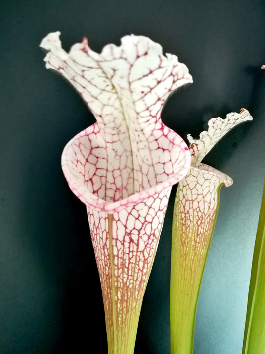 Sarracenia leucophylla  Walton Co.