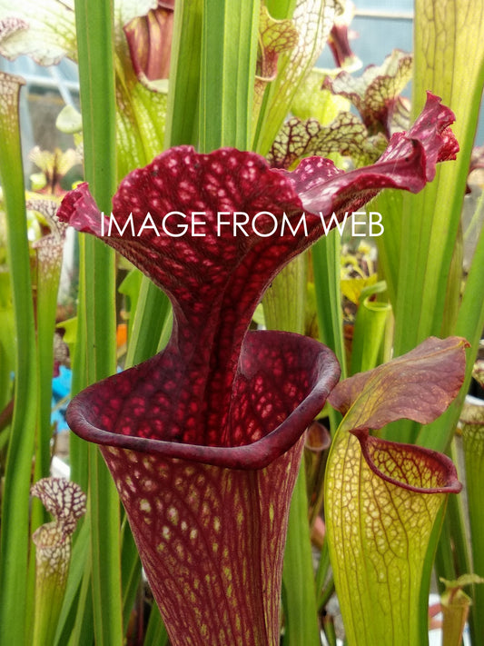 Leucophylla YRD x Oreophila Klon A Srba