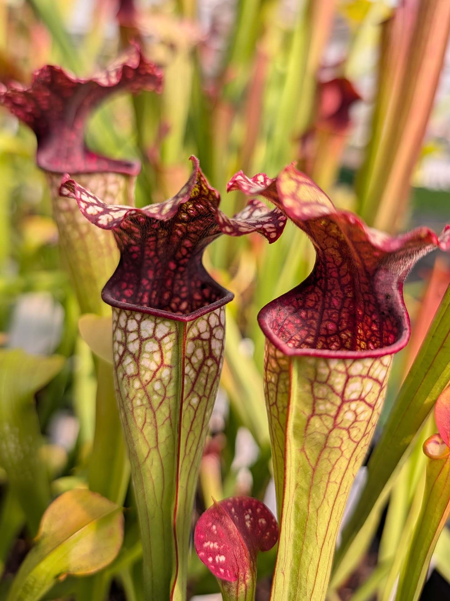 Sarracenia leucophylla x oreophila