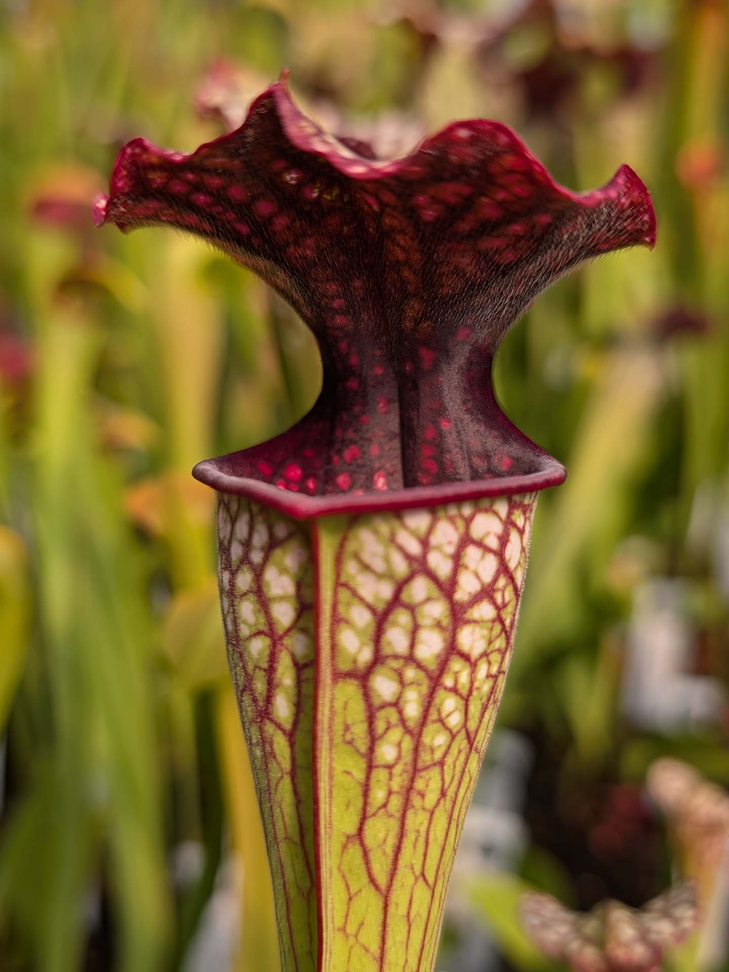 Sarracenia leucophylla x oreophila