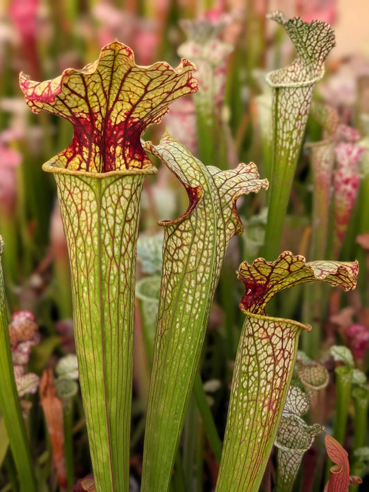 Sarracenia 'Leviathan'