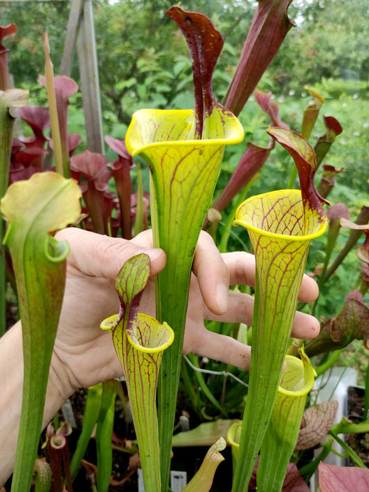 Sarracenia flava var. ornata "Lidless Giant"  SFO8 Sven