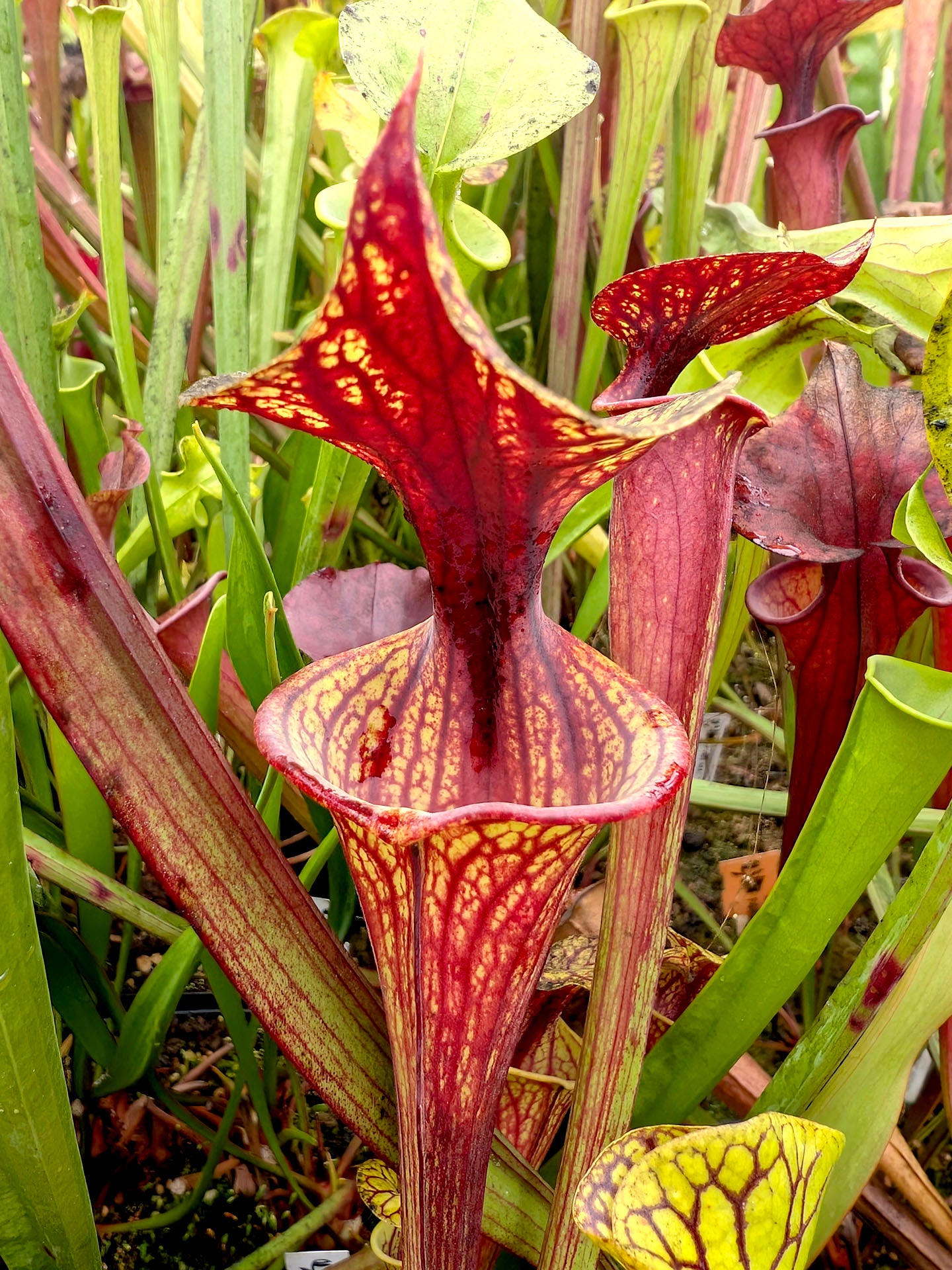Sarracenia "Lidless" x "Superornata"