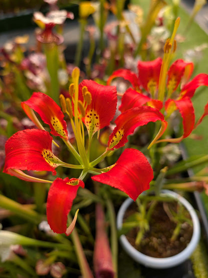 FRESH SEEDS of LILIUM CATESBAEI
