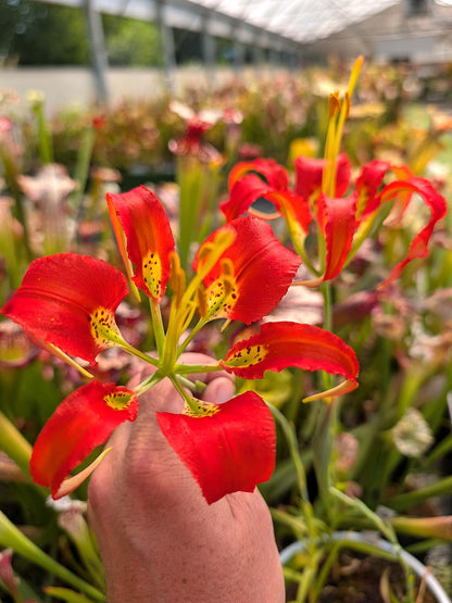 FRESH SEEDS of LILIUM CATESBAEI