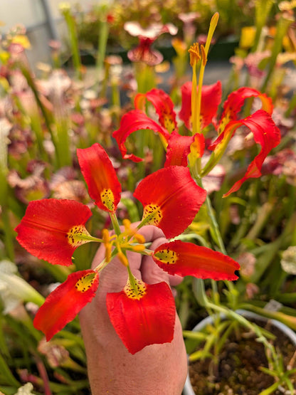 FRESH SEEDS of LILIUM CATESBAEI