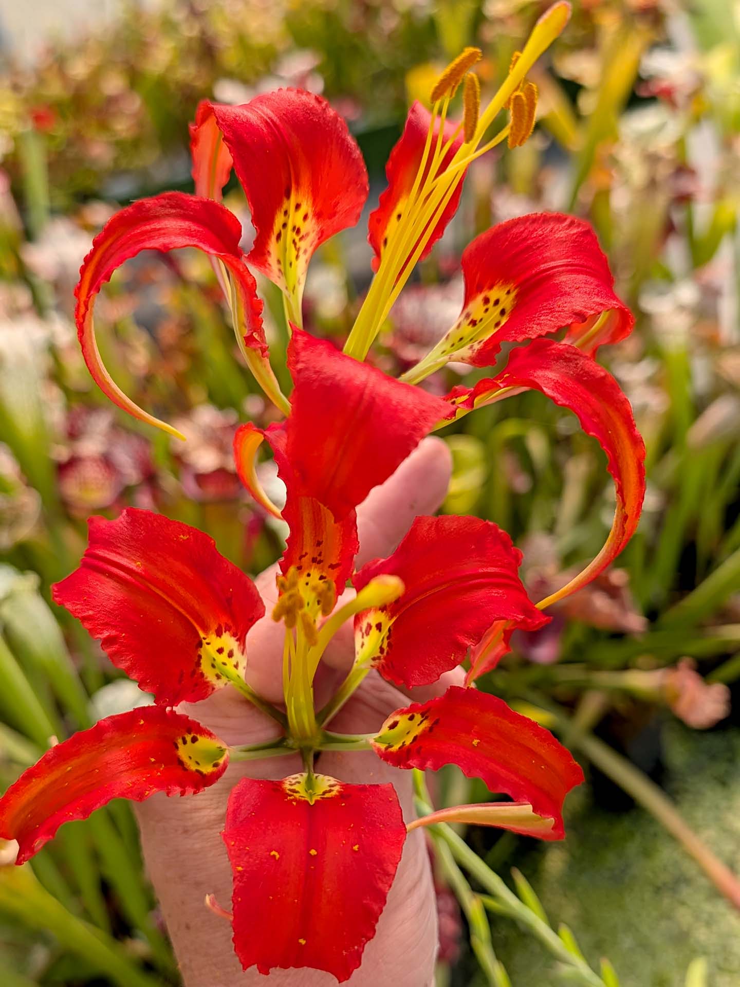FRESH SEEDS of LILIUM CATESBAEI