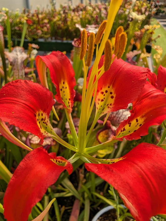 FRESH SEEDS of LILIUM CATESBAEI
