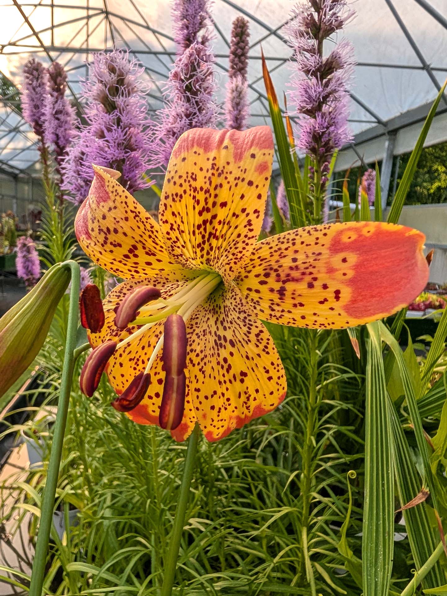 Lilium 'Fusion'