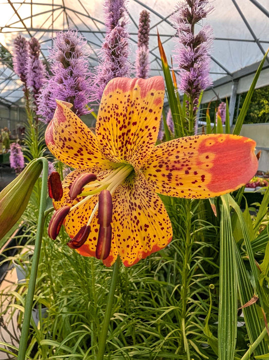 Lilium 'Fusion"
