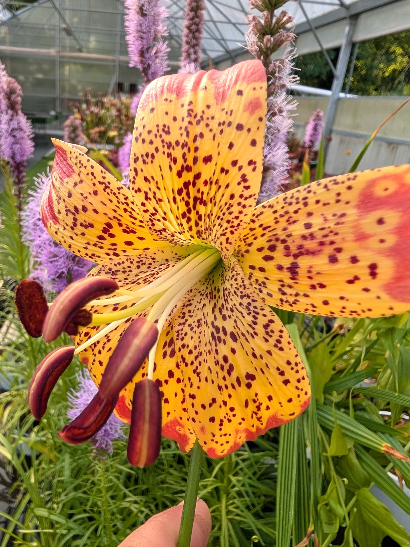 Lilium 'Fusion'