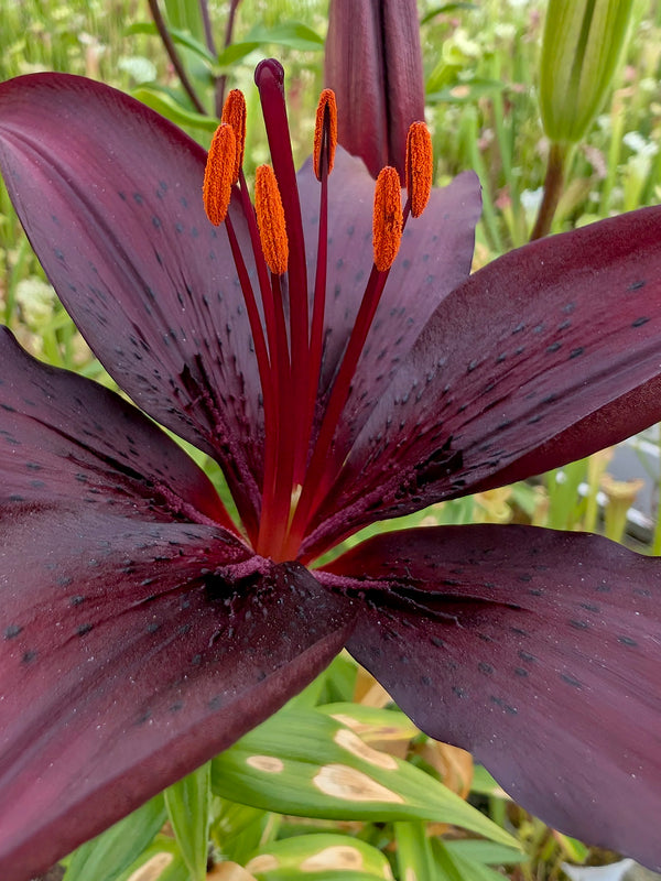 Lily 'Night Rider' – Giardino Carnivoro