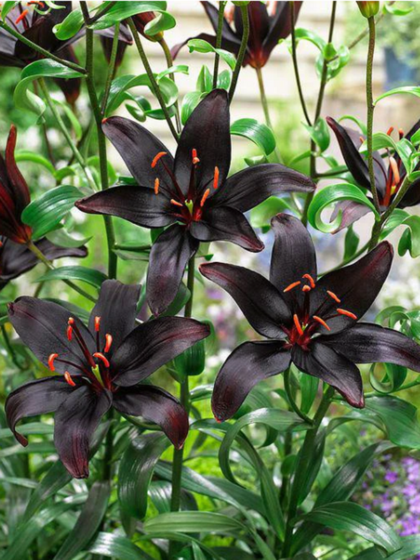 Lily 'Night Rider' – Giardino Carnivoro