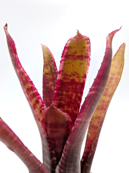 Neoregelia Live Wire