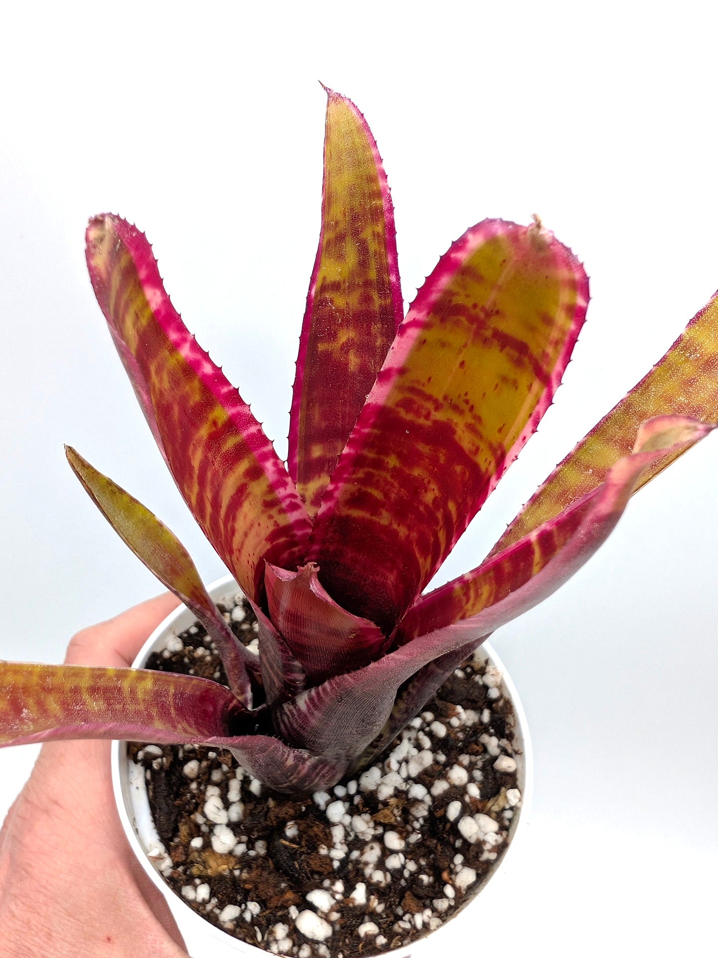 Neoregelia Live Wire