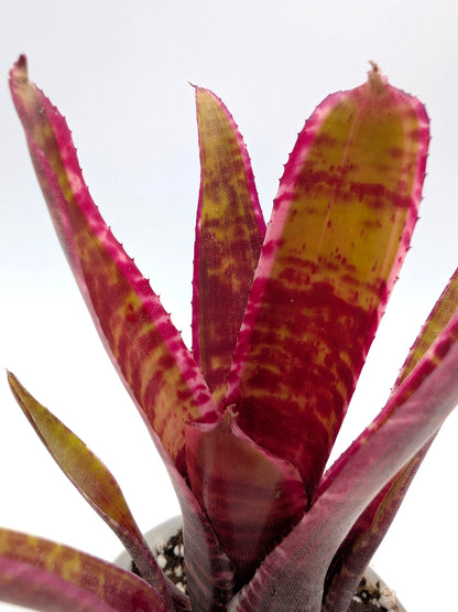 Neoregelia Live Wire