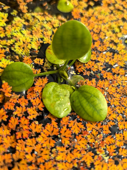 Limnobium laevigatum – Schwimmpflanze