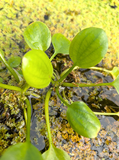 Limnobium laevigatum – Schwimmpflanze