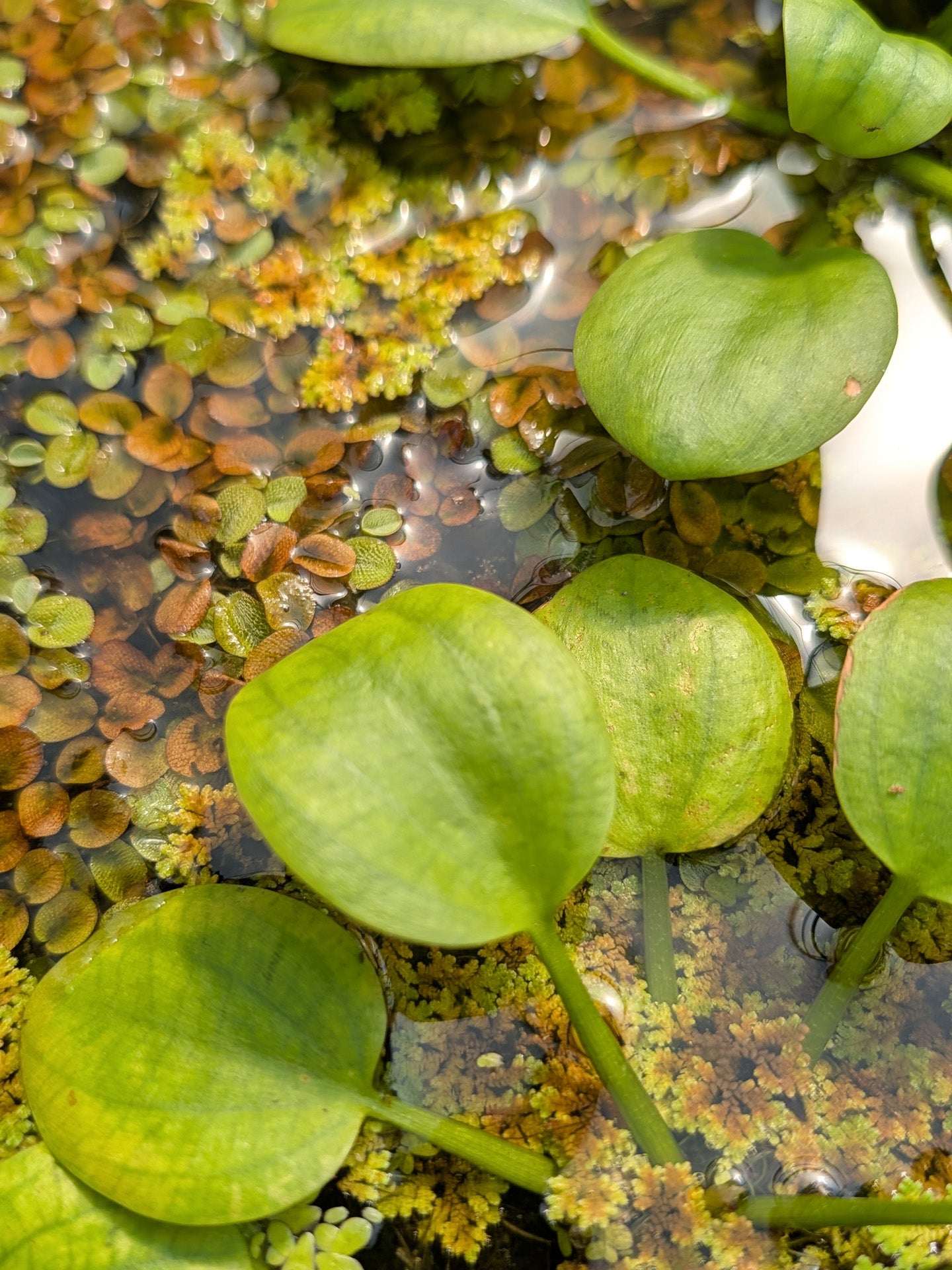 Limnobium laevigatum – Schwimmpflanze
