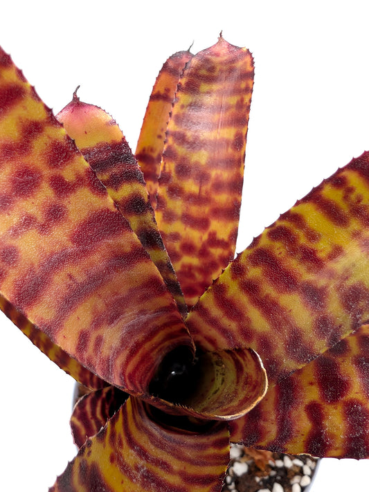 Neoregelia Little Checkers