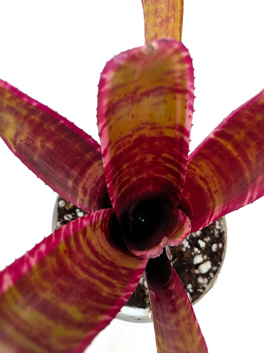 Neoregelia Live Wire