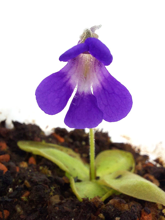 Pinguicula longifolia (Ordesa) x poldinii